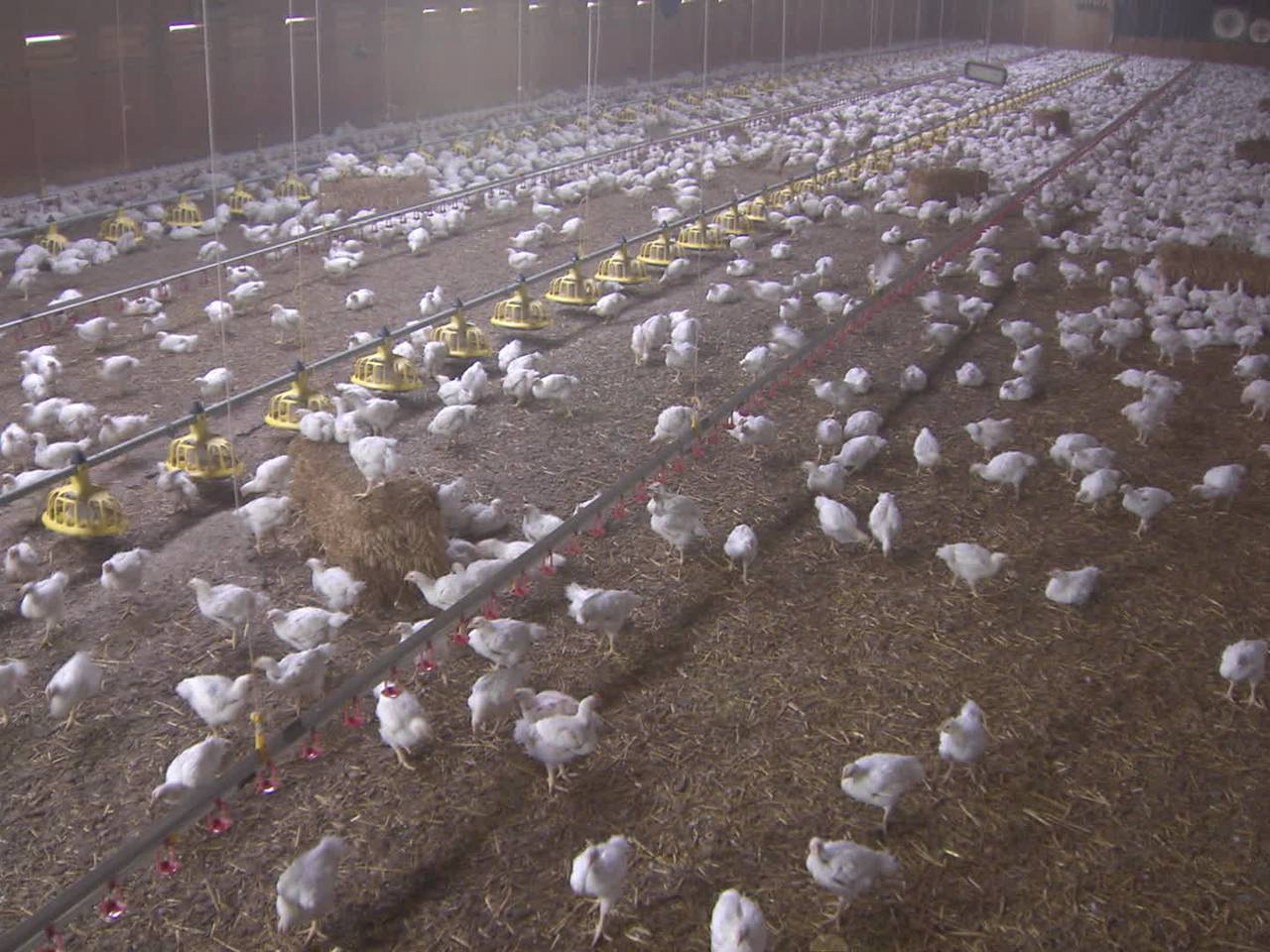 Meer longontsteking en eczeem in de buurt van veehouderijen