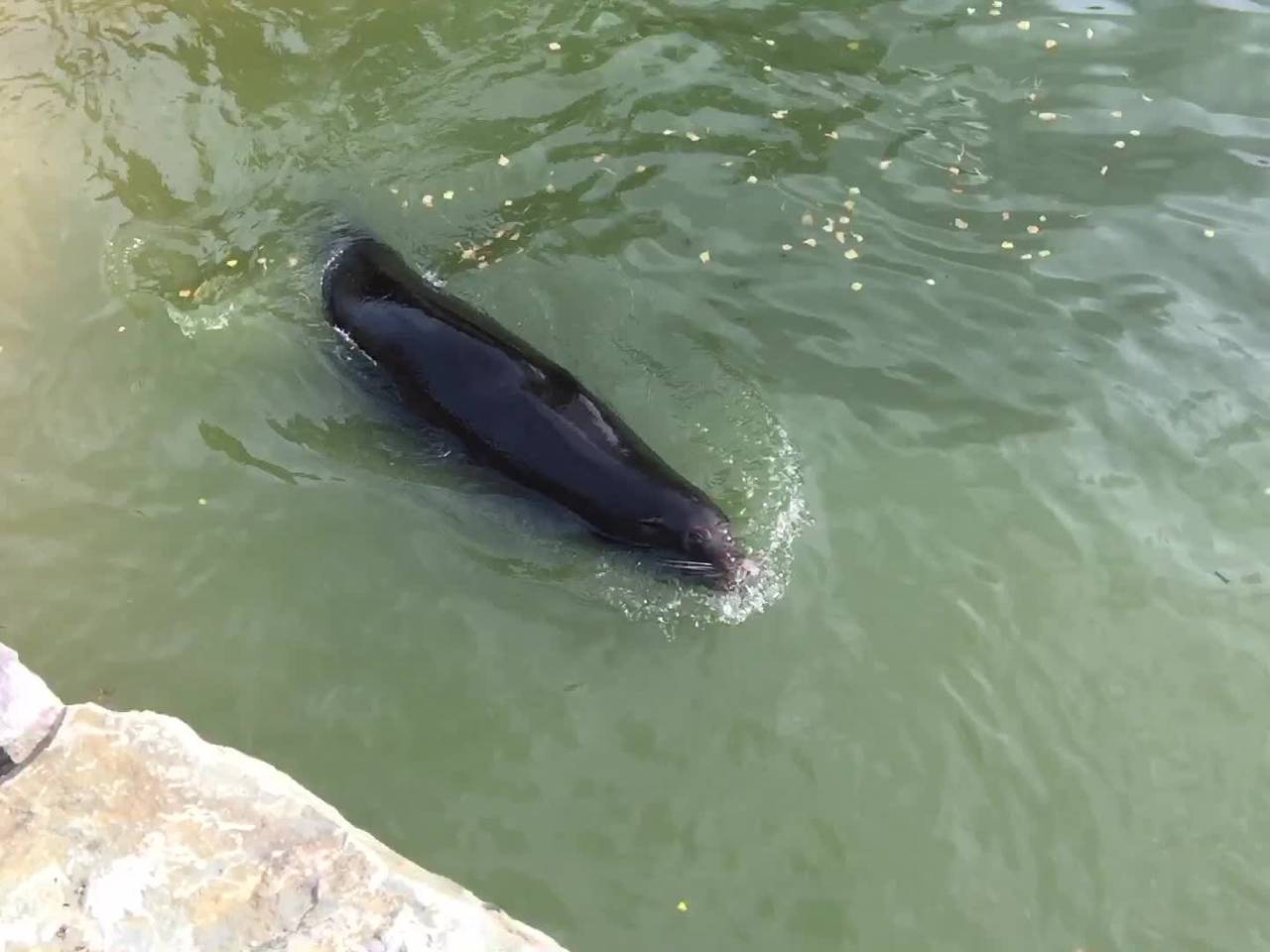 De zeeleeuwen kiezen 'het ruime sop'