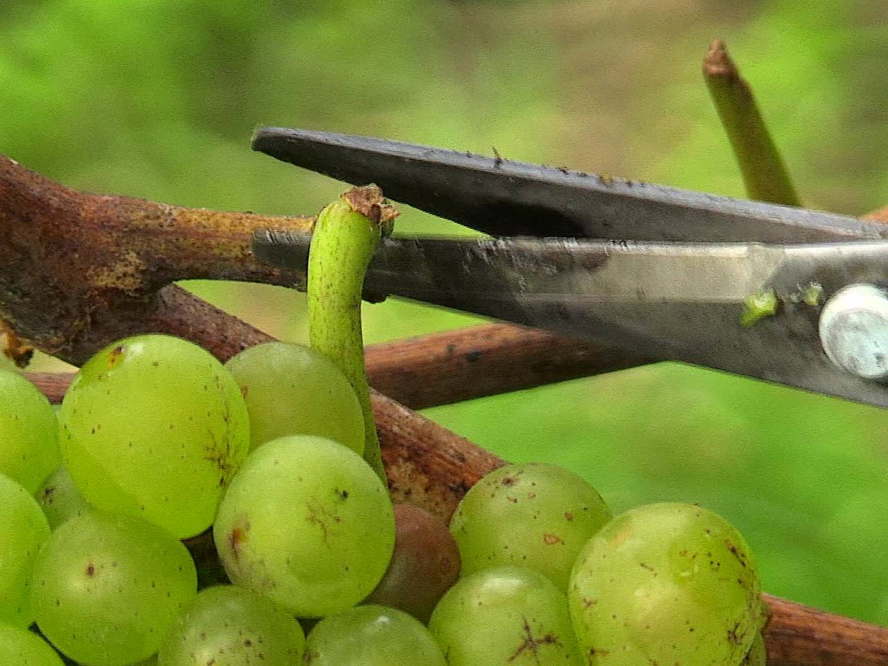 Kloosterwijn uit Oosterhout is uniek voor Nederland