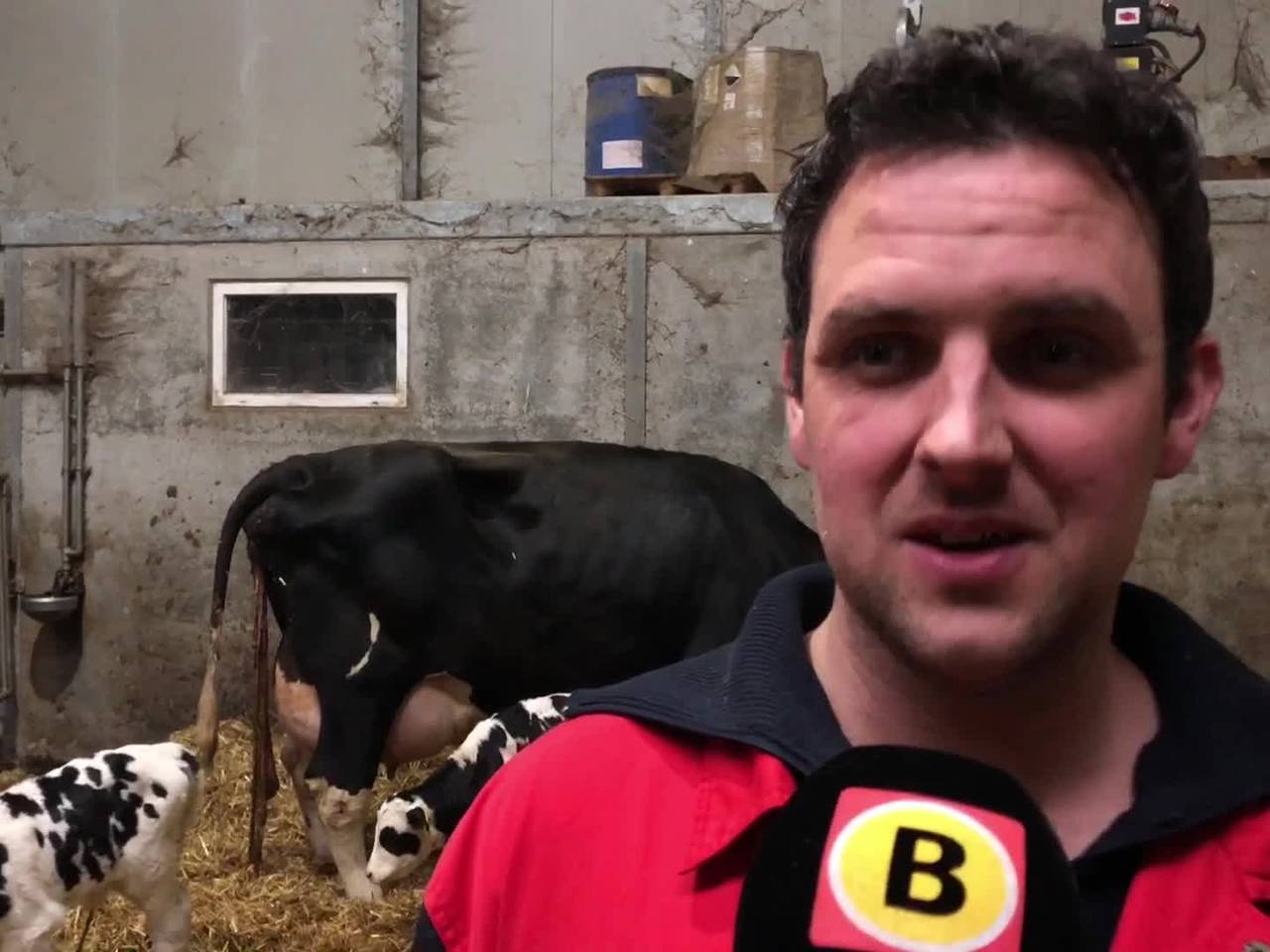 Drie kalfjes geboren bij melkveebedrijf Schellekens in Goirle