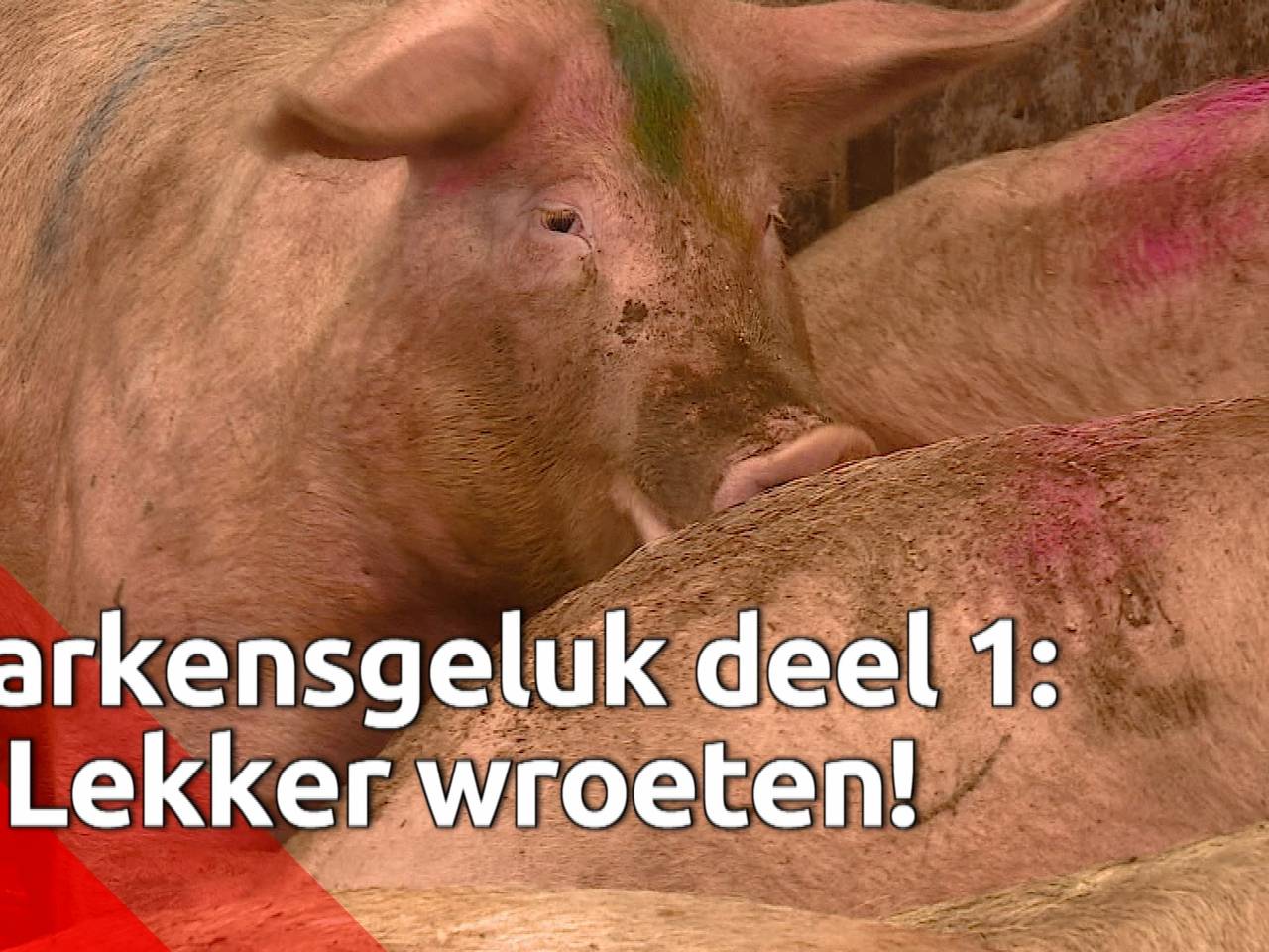 Varkens leven gelukkiger door te wroeten in de grond