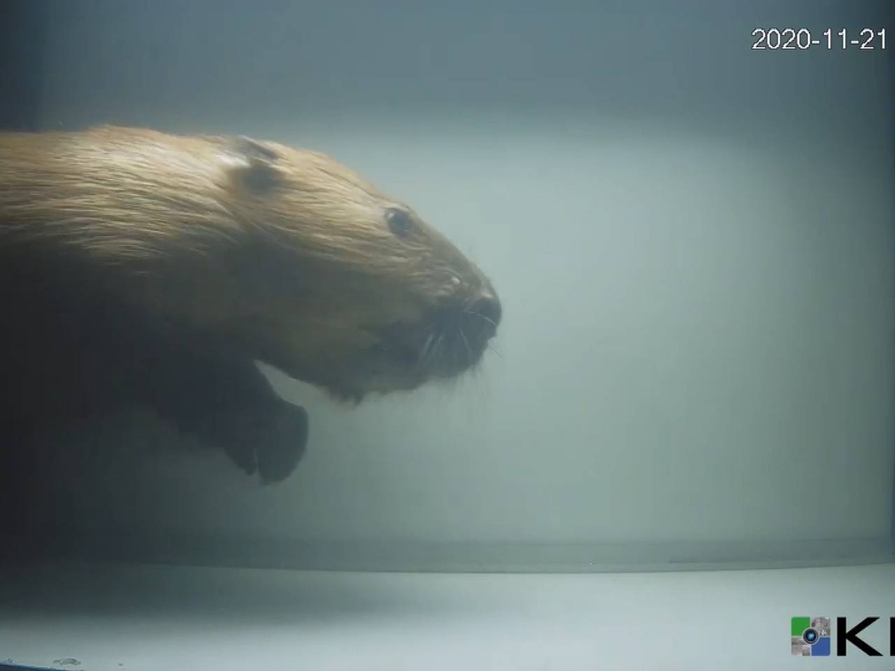 bever, baars, zalm en zeeforel vastgelegd op camera