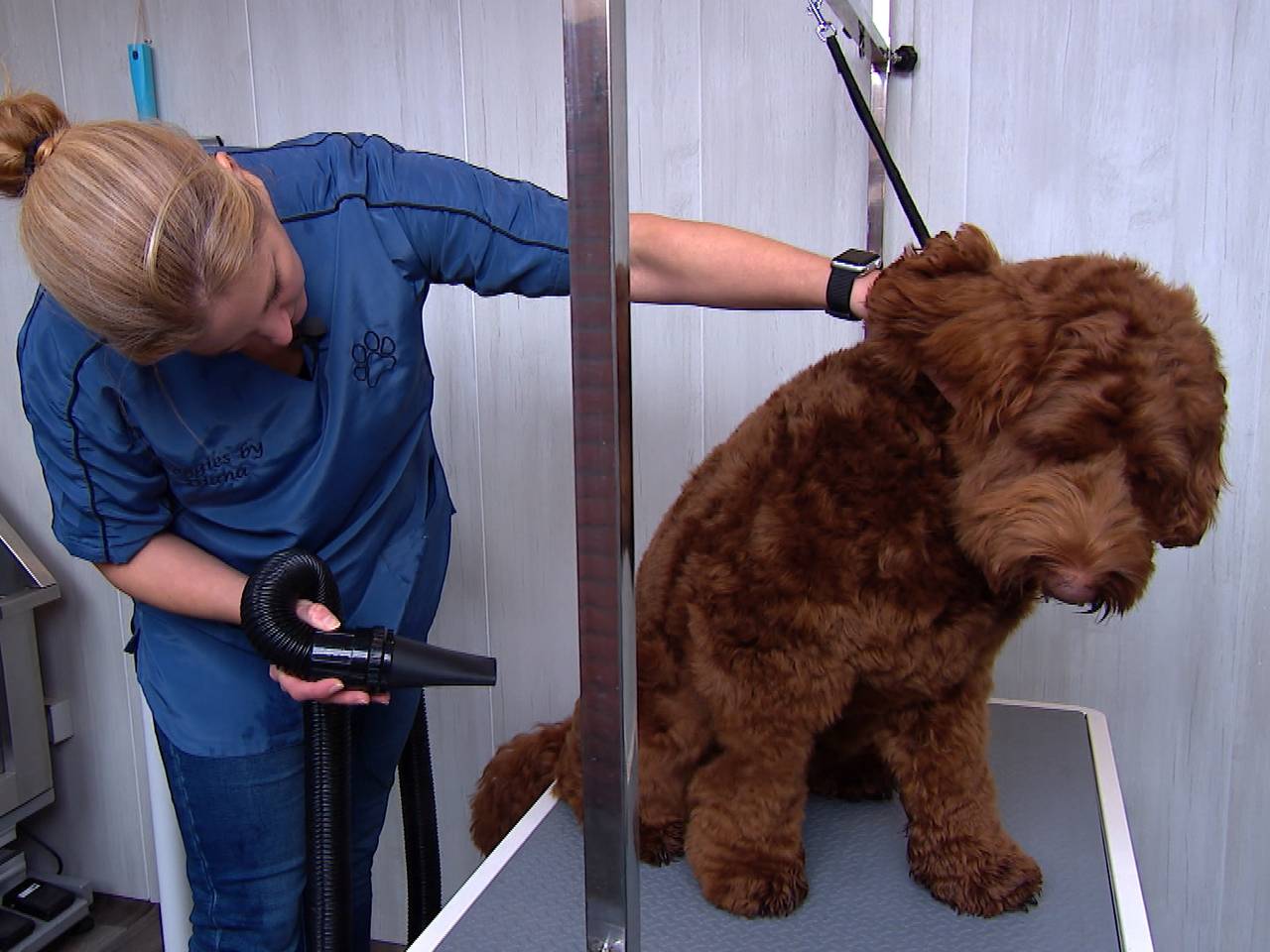 De trimsalon van Diana is voorlopig alleen open voor haar eigen hond.