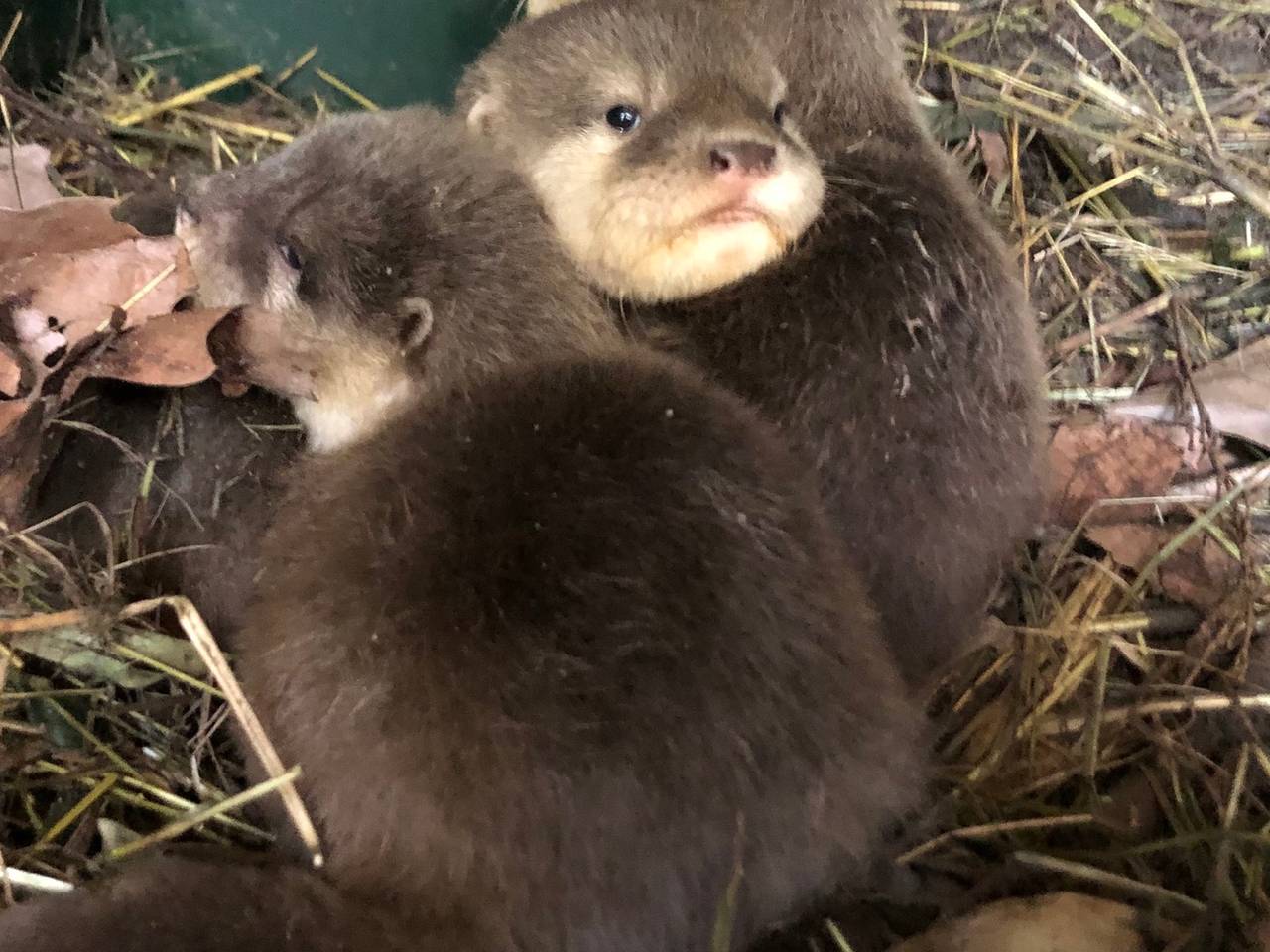 Geboortegolf in ZooParc Overloon