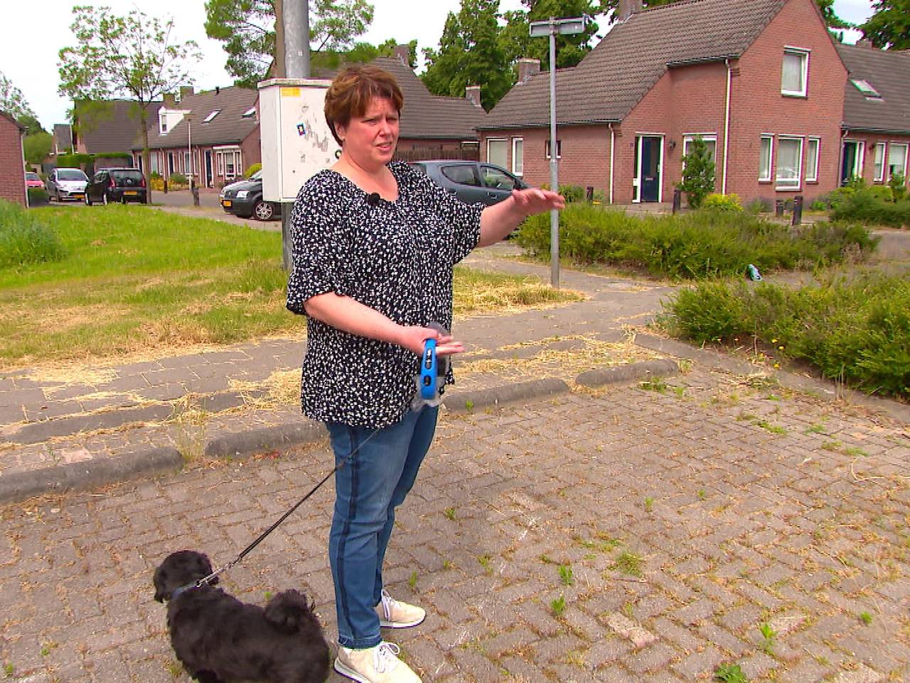 Hondenbaasjes in wijk Deurne-Zeilberg bezorgd om vele grasaren