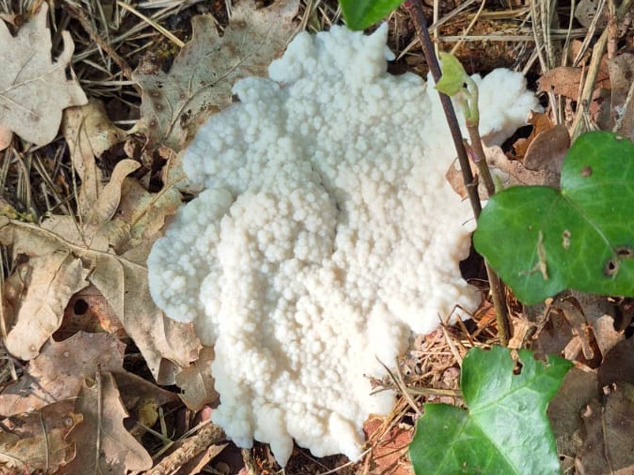 Witte heksenboter (foto: Tommie Rijkers).