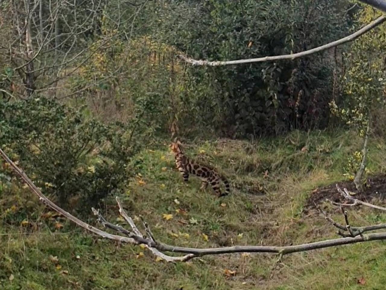 Hoe komt deze Bengaalse kat in een Eindhovens park?