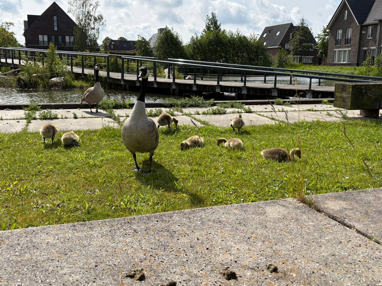 https://api.omroepbrabant.nl/img/f/$width$/$height$/0.50/0.50/cmV2aXNpb25zLzQ5MDE1NjItMS5qcGc_c2U9MjA0NS0wMS0wMVQxMCUzQTQwJTNBMDBaJnNpZz11c0ZwbGhDRE9IWDl3aTIxSGs4N2xmSTJyU050UUJ4RjVhUXRtMiUyRkZrYmslM0Qmc3A9ciZzcHI9aHR0cHMmc3I9YiZzdD0yMDI1LTAxLTAxVDEwJTNBNDAlM0EwMFomc3Y9MjAyNi0wMi0wNg==