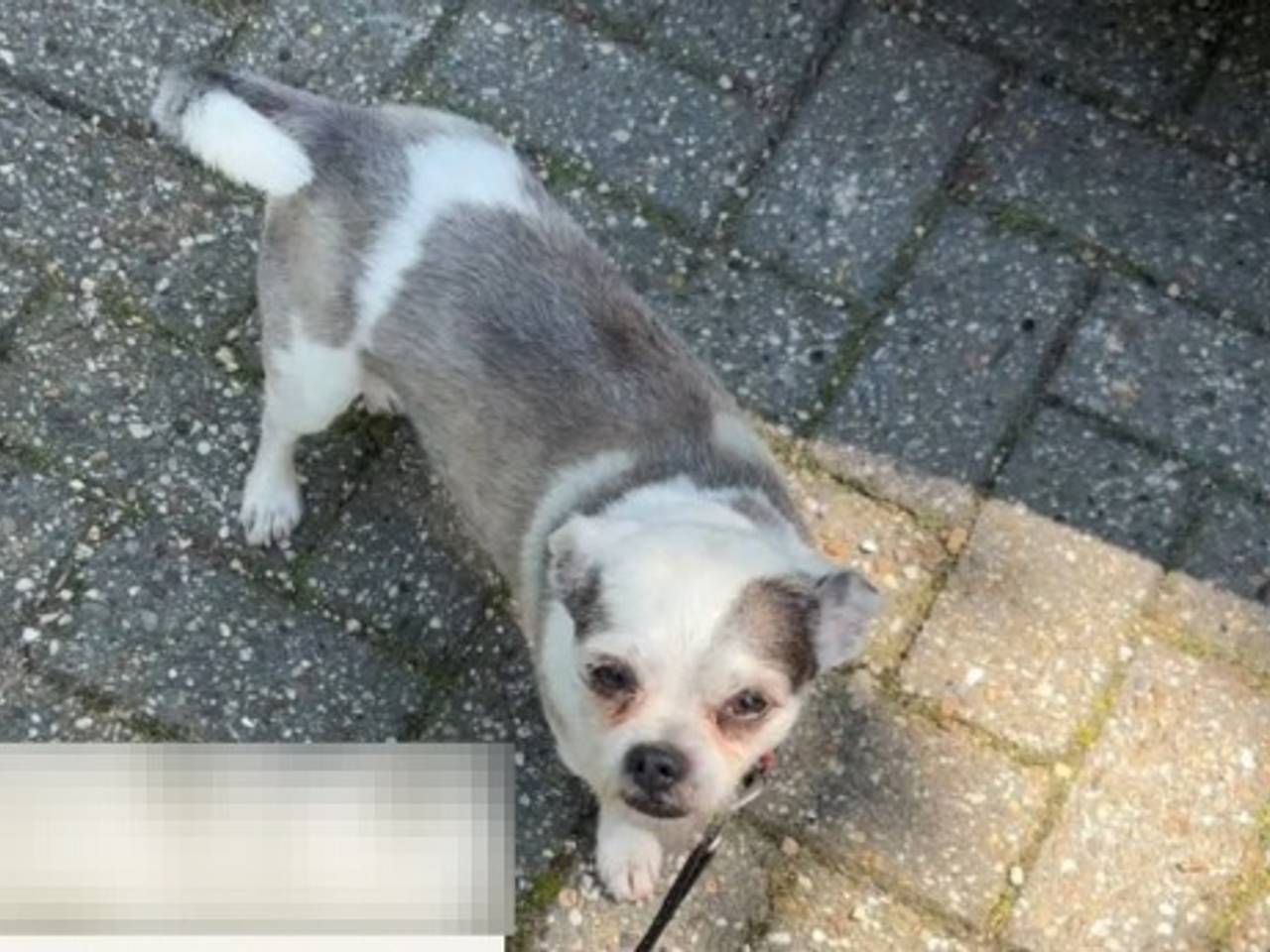 https://api.omroepbrabant.nl/img/f/$width$/$height$/0.50/0.50/cmV2aXNpb25zLzQ5MjAxNjAtMS5qcGc_c2U9MjA0NS0wMS0wMVQxMCUzQTQwJTNBMDBaJnNpZz0wczRqWDNHQTBnemxqSnVzTG1welRieGZ3bWdGUFd6QSUyRlkwdmxCaVU2T2clM0Qmc3A9ciZzcHI9aHR0cHMmc3I9YiZzdD0yMDI1LTAxLTAxVDEwJTNBNDAlM0EwMFomc3Y9MjAyNi0wMi0wNg==