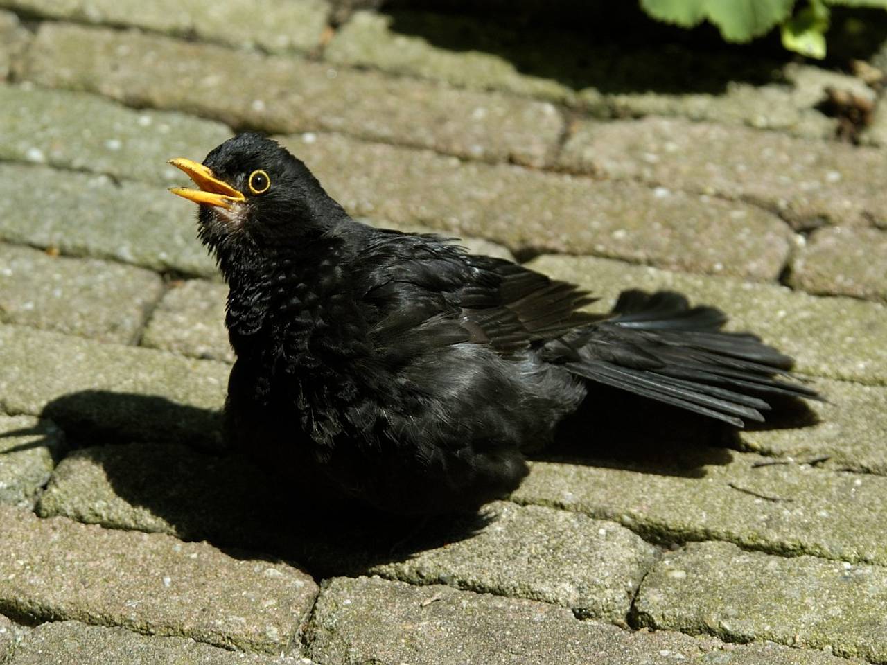 https://api.omroepbrabant.nl/img/f/$width$/$height$/0.50/0.50/cmV2aXNpb25zLzQ5MzE3OTItMS5qcGc_c2U9MjA0NS0wMS0wMVQxMCUzQTQwJTNBMDBaJnNpZz1jc29zdyUyRkxEbkZkck1IM1laNUQ3MzJ1VkFSVGJyUFVicHh2TGVQck15TkUlM0Qmc3A9ciZzcHI9aHR0cHMmc3I9YiZzdD0yMDI1LTAxLTAxVDEwJTNBNDAlM0EwMFomc3Y9MjAyNi0wMi0wNg==
