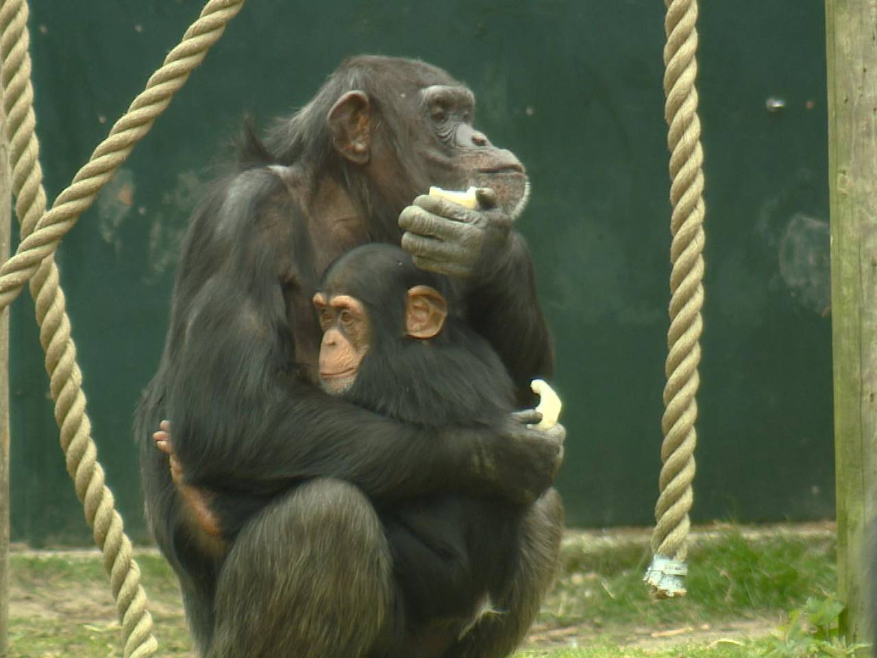 De dieren in de Beekse Bergen trekken zich weinig aan van corona. (foto: Bert Geeraets)