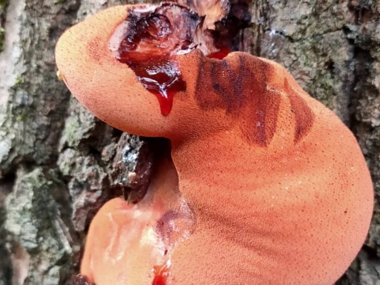 Een biefstukzwam (foto: Jesca Smulders).