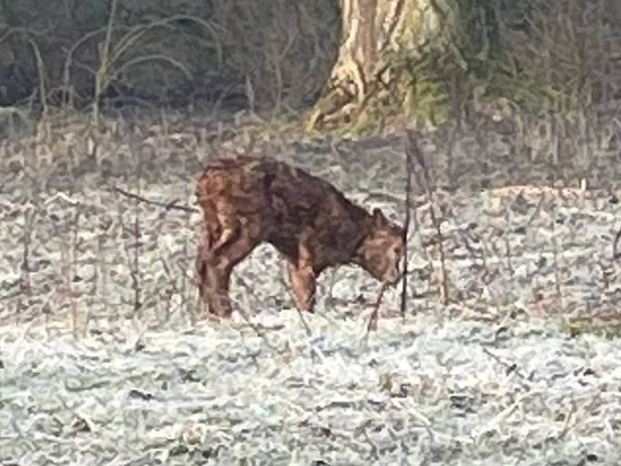 https://api.omroepbrabant.nl/img/f/$width$/$height$/0.51/0.49/bWVkaWEvcHJvZC80MjMxMTUyLmpwZz9zdj0yMDE5LTA3LTA3JnN0PTIwMjAtMDEtMDFUMDAlM0EwMCUzQTAwWiZzZT0yMDQwLTAxLTAxVDAwJTNBMDAlM0EwMFomc3I9YiZzcD1yJnNpZz1WVnVaTGlpSHhvSnFCdFRRT0lkJTJGUDkzciUyQkpyTVdIRE5LdjJVcVNLU1pYWSUzRA==