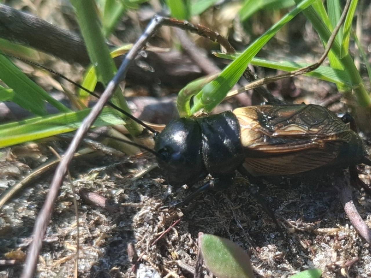 Een veldkrekel (foto: Francine van den Broek).