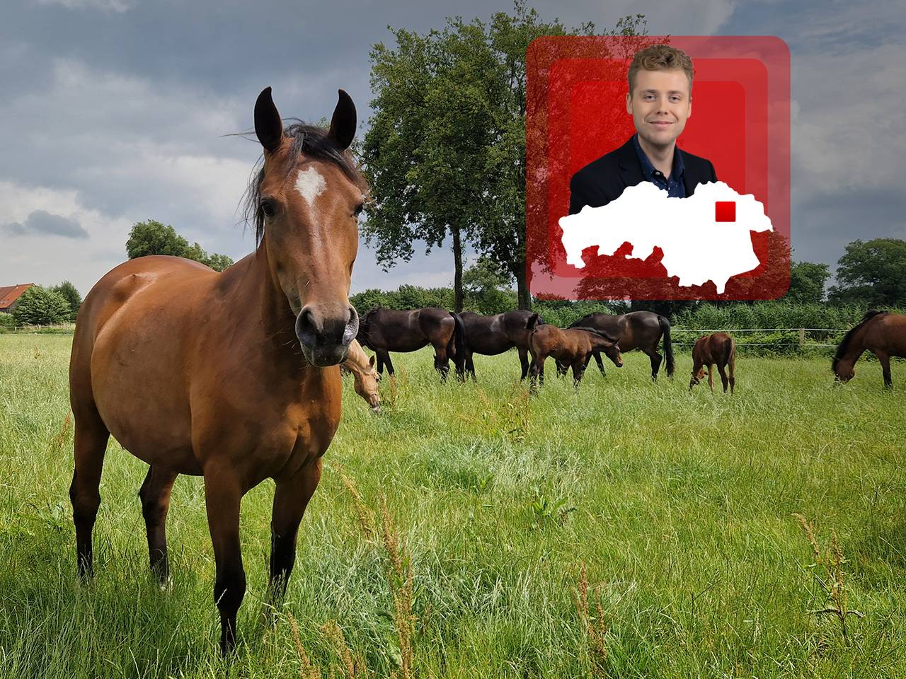 Geen geloei, maar gehinnik: in deze Brabantse stal melken ze paarden