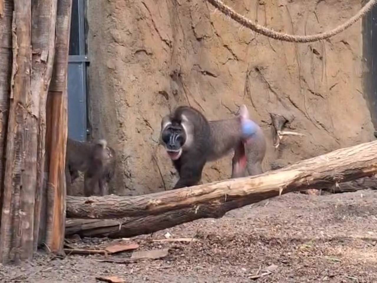 Ernstig bedreigde apensoort voor het eerst te zien in ZooParc Overloon (foto: ZooParc Overloon).