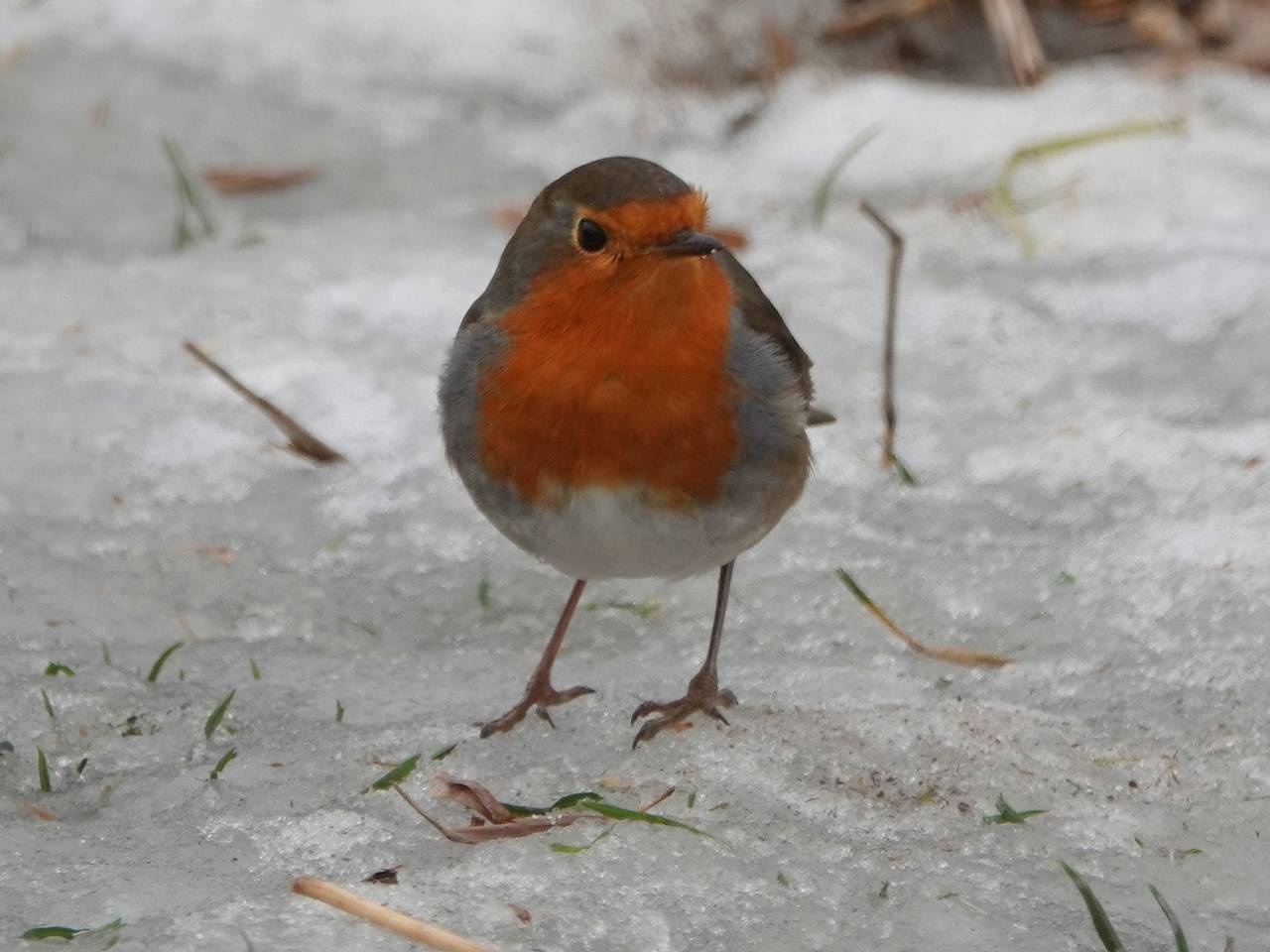 Het roodborstje redt zich wel (foto: Ben Saanen).