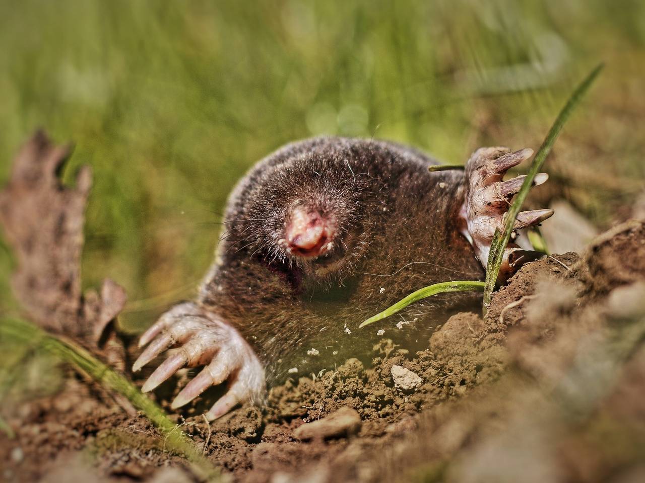 De mol, een prachtig dier. (foto: Pixabay).