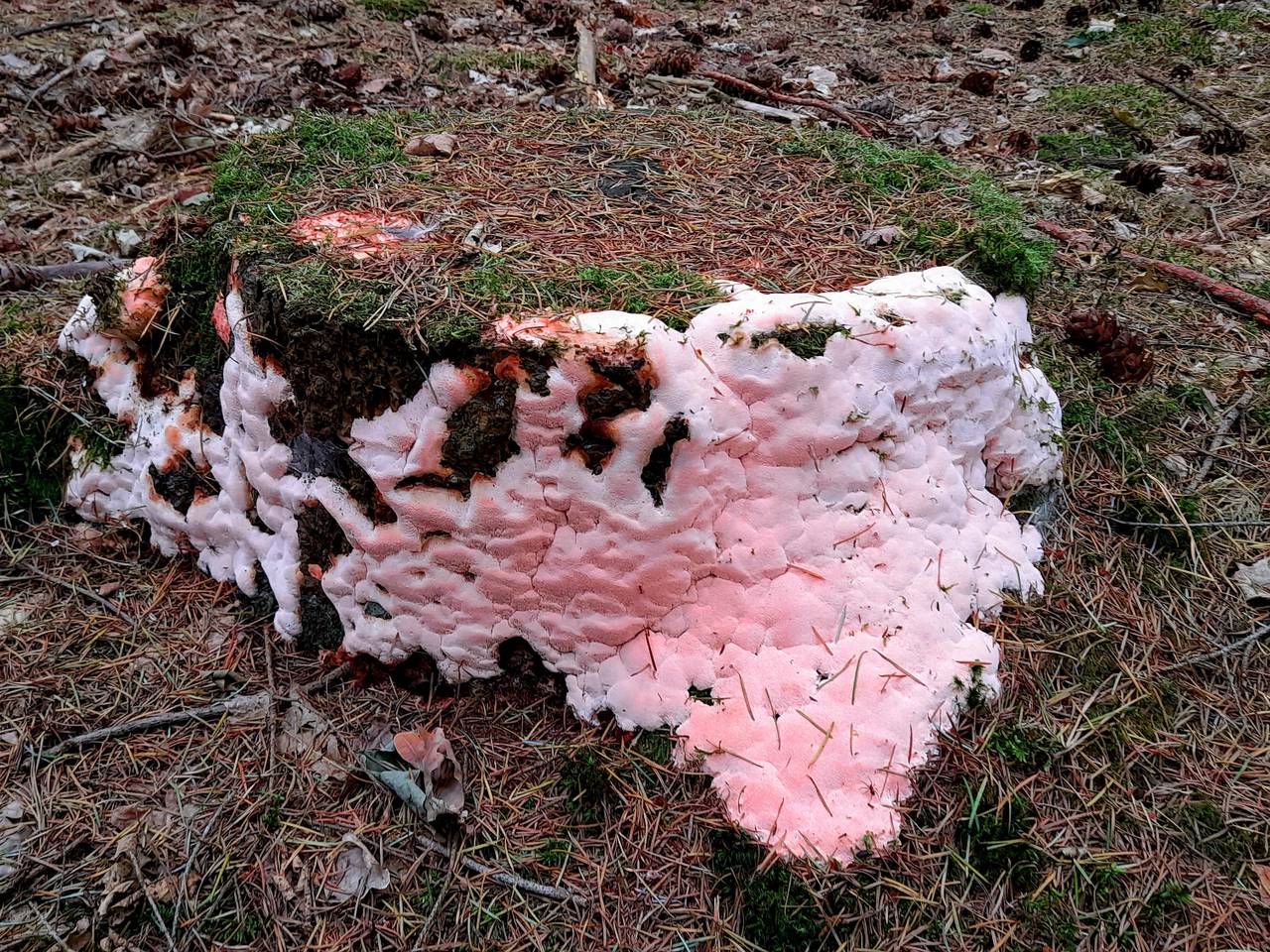 Een spekzwoerdzwam in het beginstadium (foto: Fran Linnenbank).