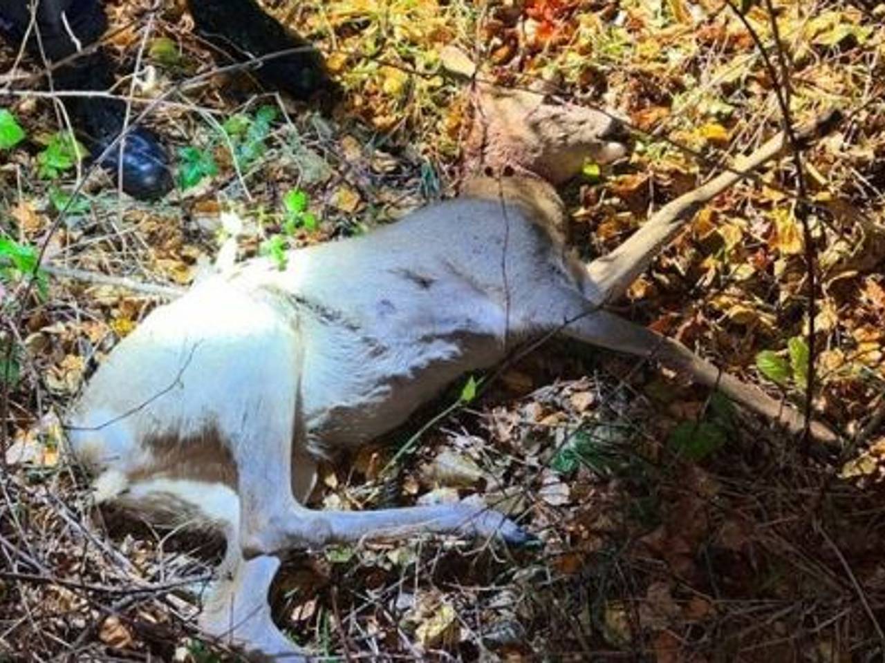 De doodgeschoten ree in het buitengebied van Nistelrode (foto: politie Maashorst/Instagram).
