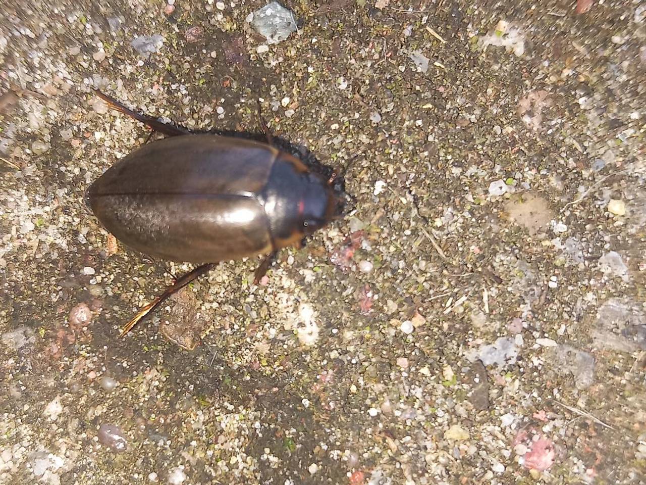 Een bruine duiker (foto: Auke van Veen).