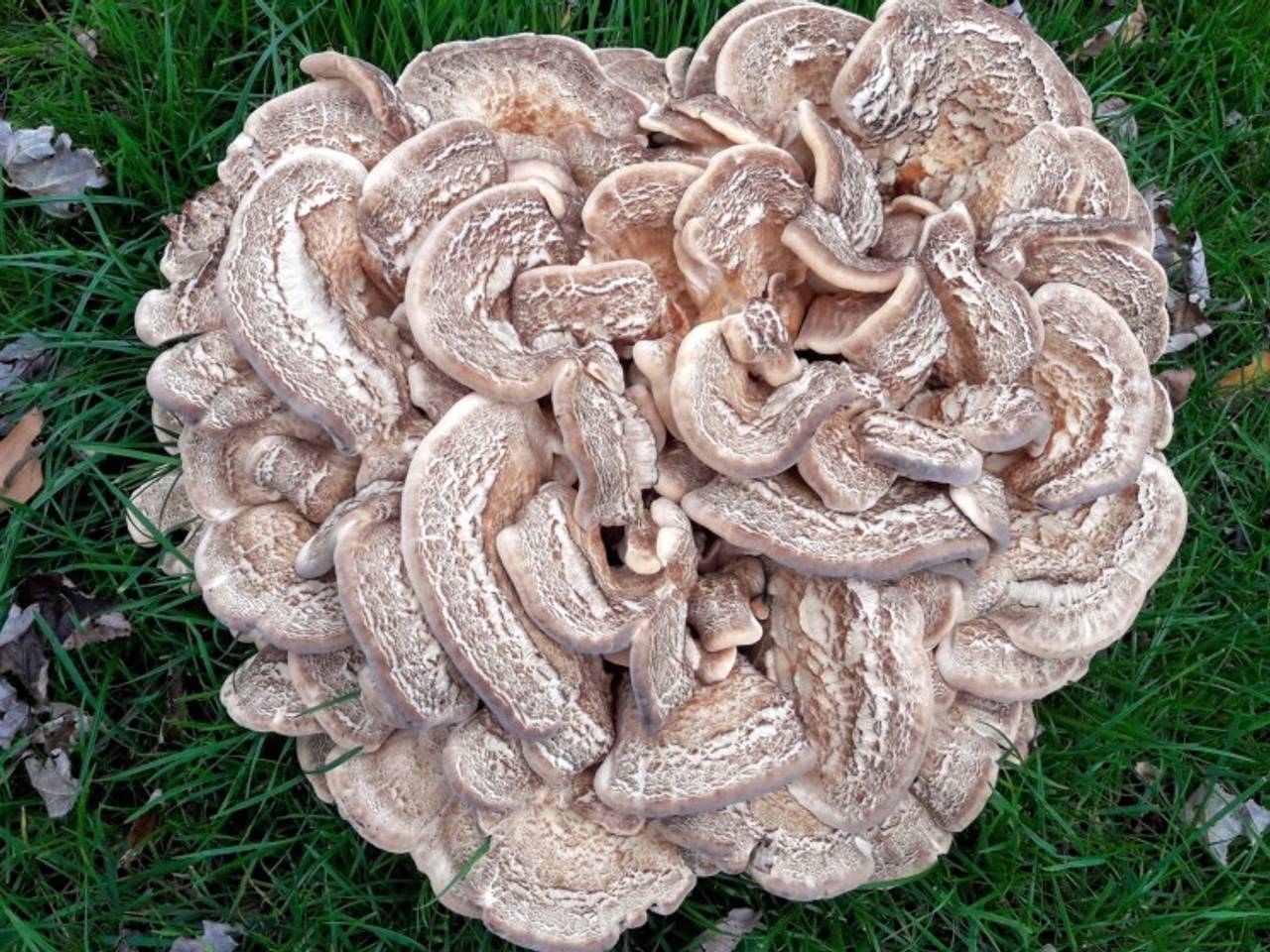 Een van de mooiste boomzwammen is de eikhaas met prachtige hoeden (foto: Rinus Mesman).