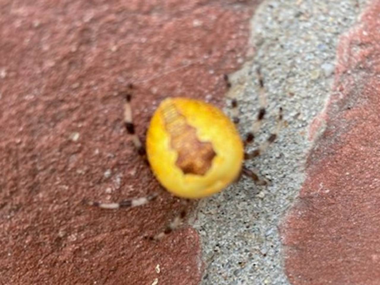 De marmerspin die John de Koning fotografeerde.