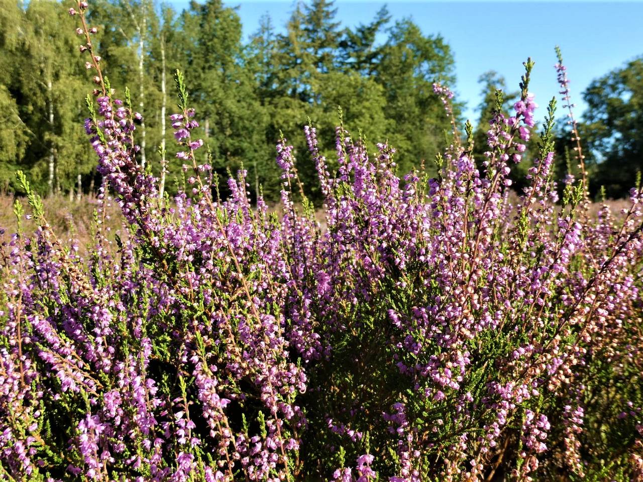 Brabant moet weer gaan bloeien (foto: Martha Kivits).