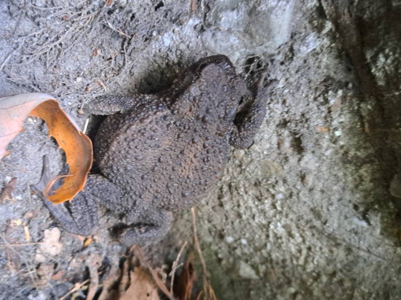 Gewone pad op weg naar een overwinteringsverblijfplaats (foto: Leda Rovers).