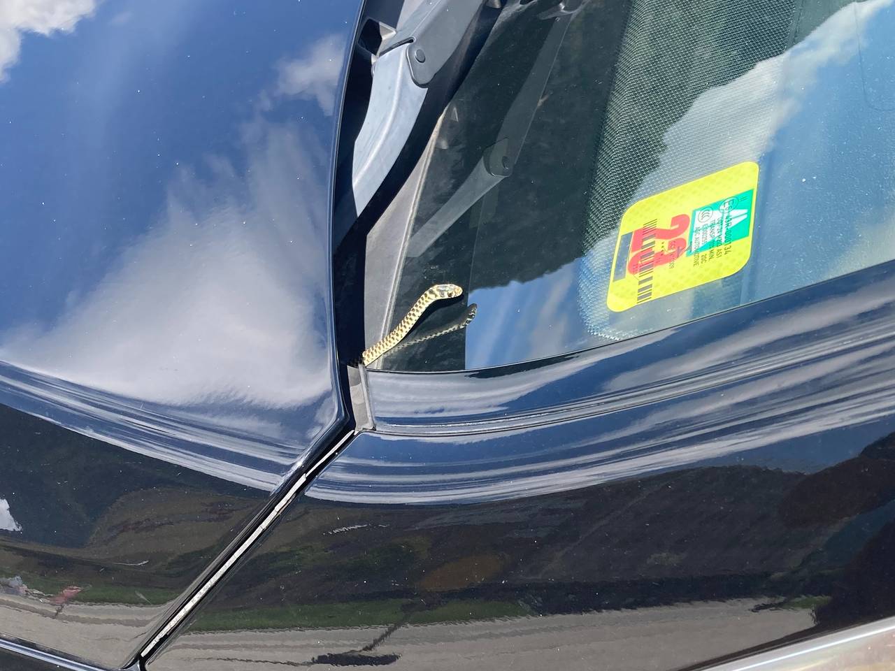 Een geelgroene toornslang (foto: Hans Oerlemans).