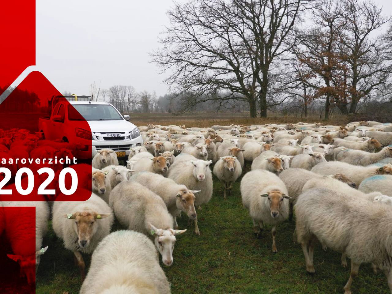 Wolven in Brabant: leuk voor natuurliefhebbers, maar een drama voor schapenboeren