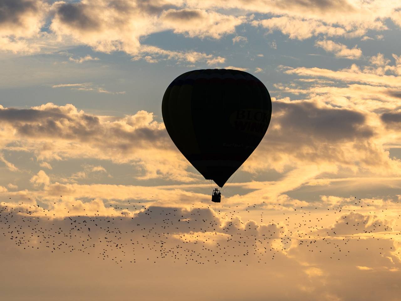 Een luchtballon werd de papegaaien fataal (foto ter illustratie: ANP).