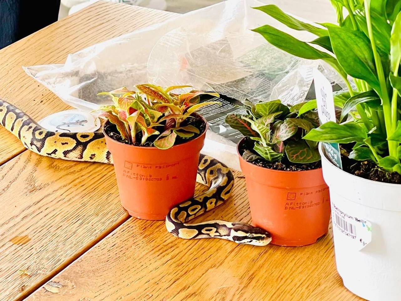 De koningspython van Driek die weken vermist was (foto: privébeeld Driek).