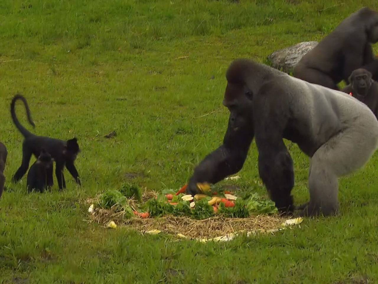Jarige Mies (links) kijkt hoe haar vader haar verjaardagstaart plundert (foto: Jan Peels).