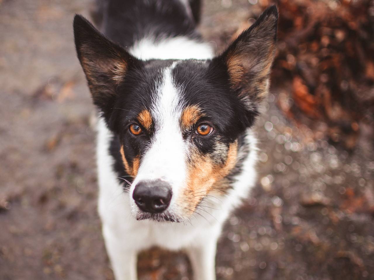 Dit is niet hond Max (foto ter illustratie: Brixiv/Pexels).