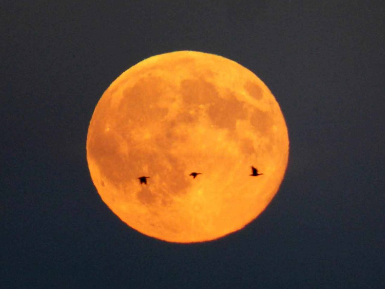 Foto: Ardy van Heesch-Van Kuijk.