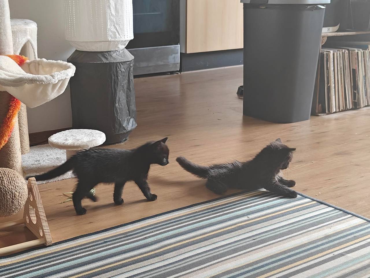 De kittens zijn gezellig aan het spelen in hun nieuwe huisje (foto: Steven Groen).