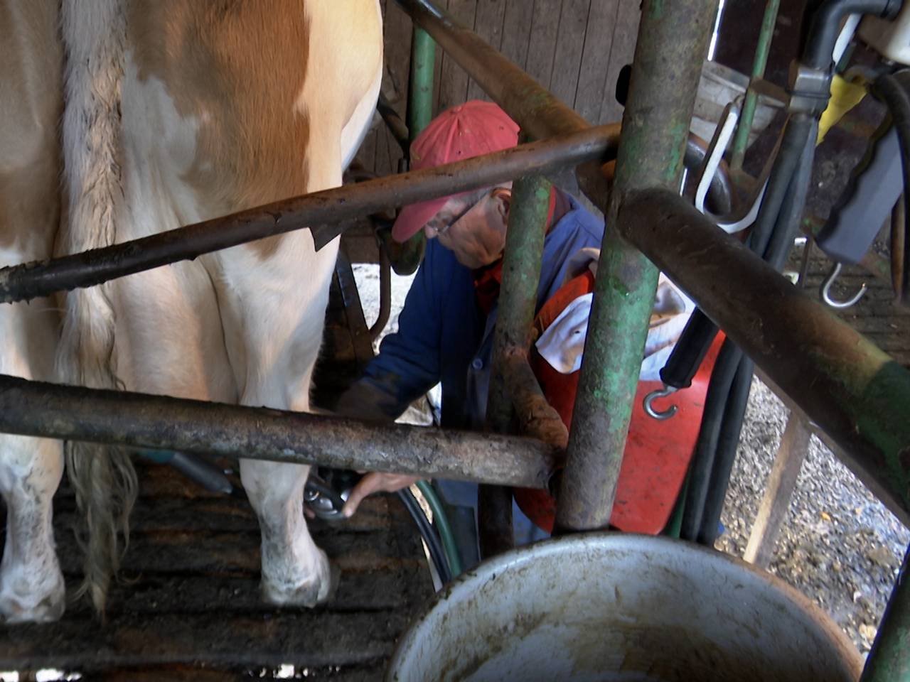 Boer Tini melkt nog één keer zijn koeien (foto: Dtv Nieuws).