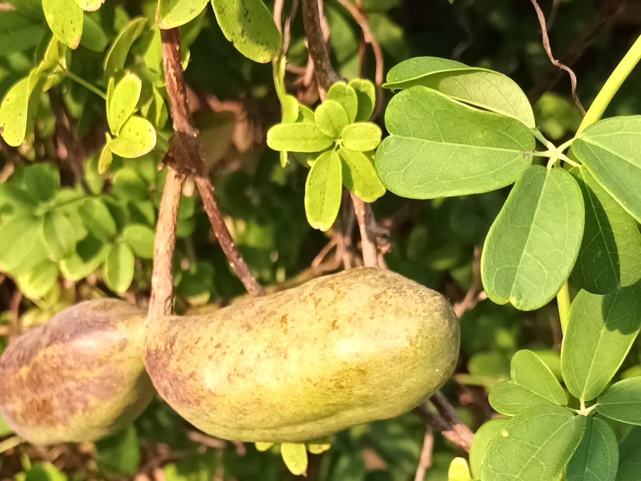 Een klimaugurk, akebia quinata (foto: Anneke van Heel).