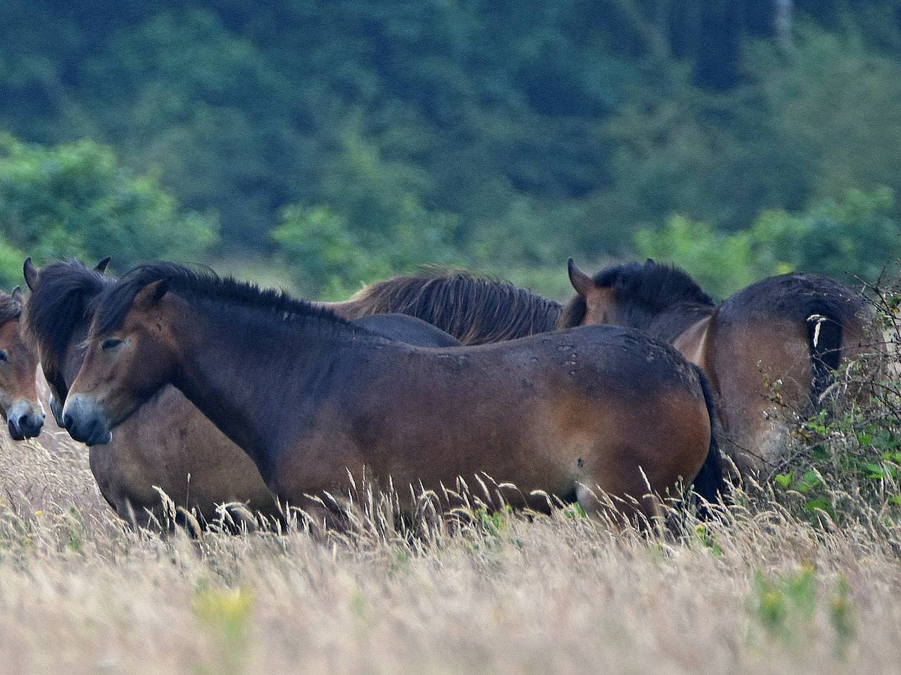 Omroep Brabant