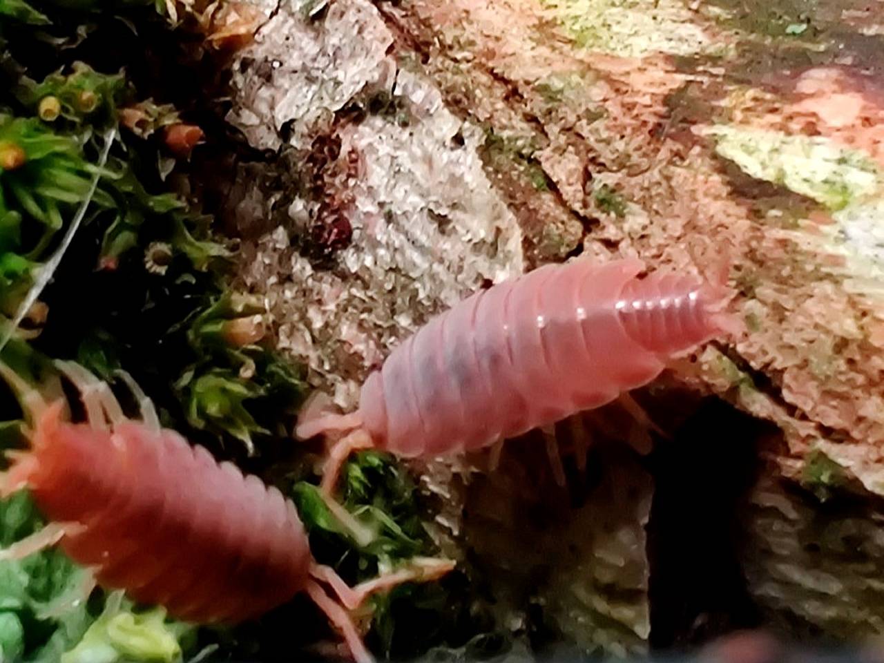 Ellen kweekt pissebedden: 'Vies zijn ze niet, het zijn juist opruimers'