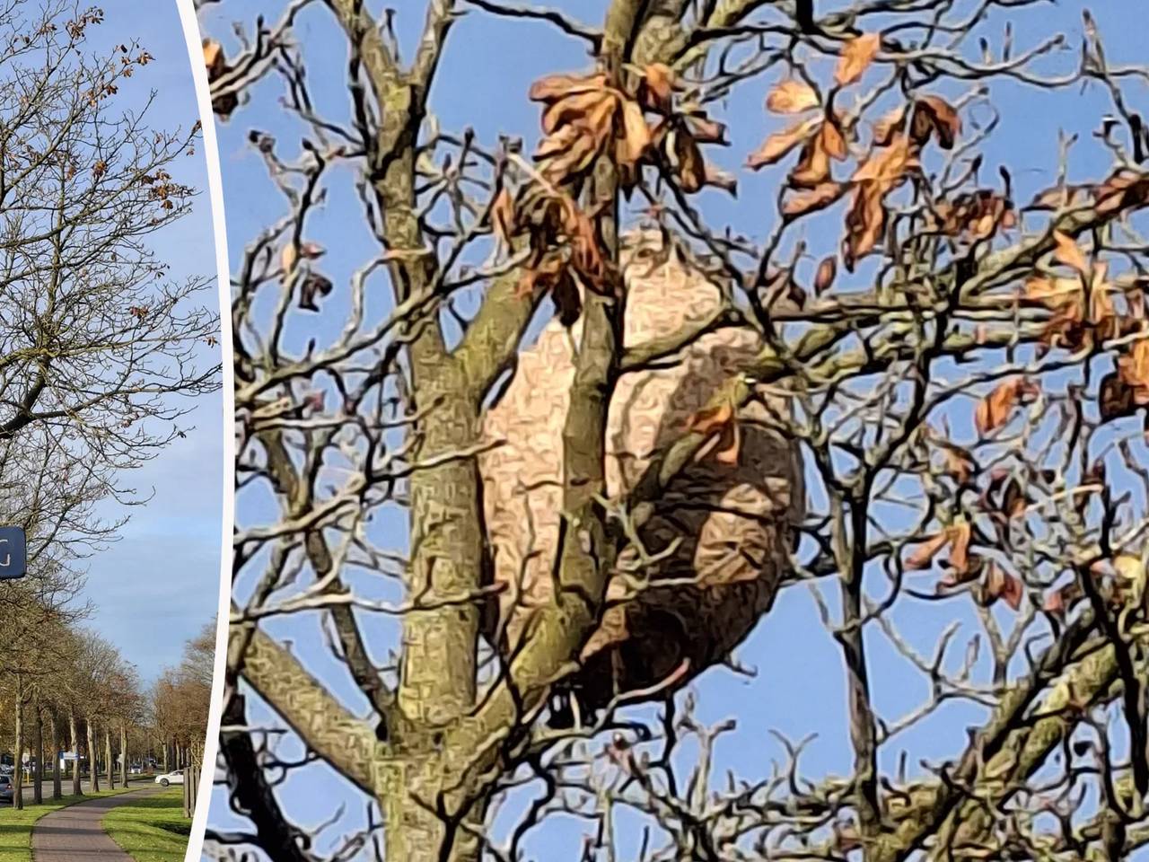 Het hoornaarnest (Foto: Roel Koopmans).