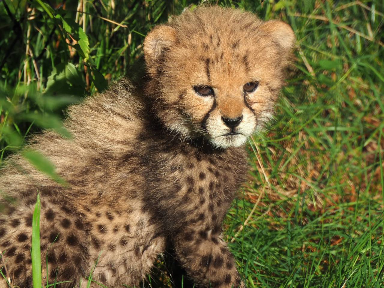 WEB_CHEETA_WELPJE.Copy.01.transfer