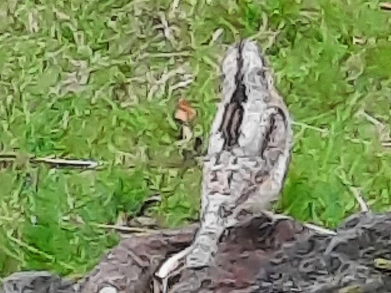 Een draaihals (foto: Frans en Jeanny Hollander).