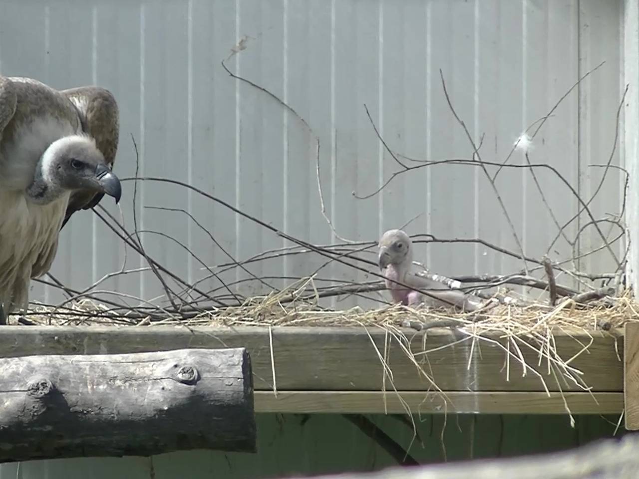 Gierenkoppel Aziz en Kadir adopteert met succes kuiken uit Blijdorp