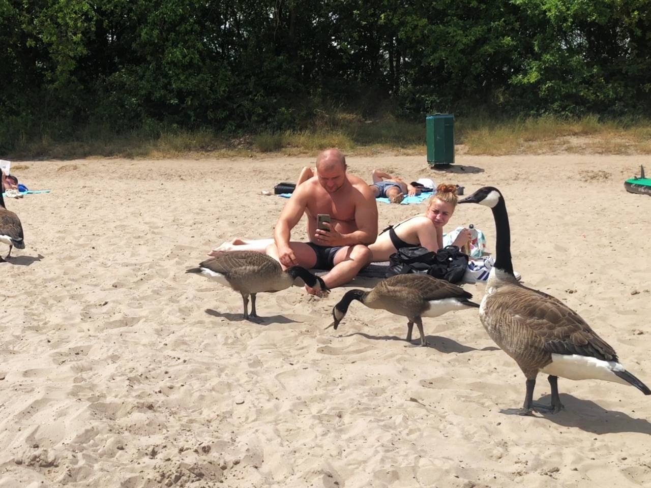 WEB_GANZENPLAAG_BREDA.Copy.01.transfer