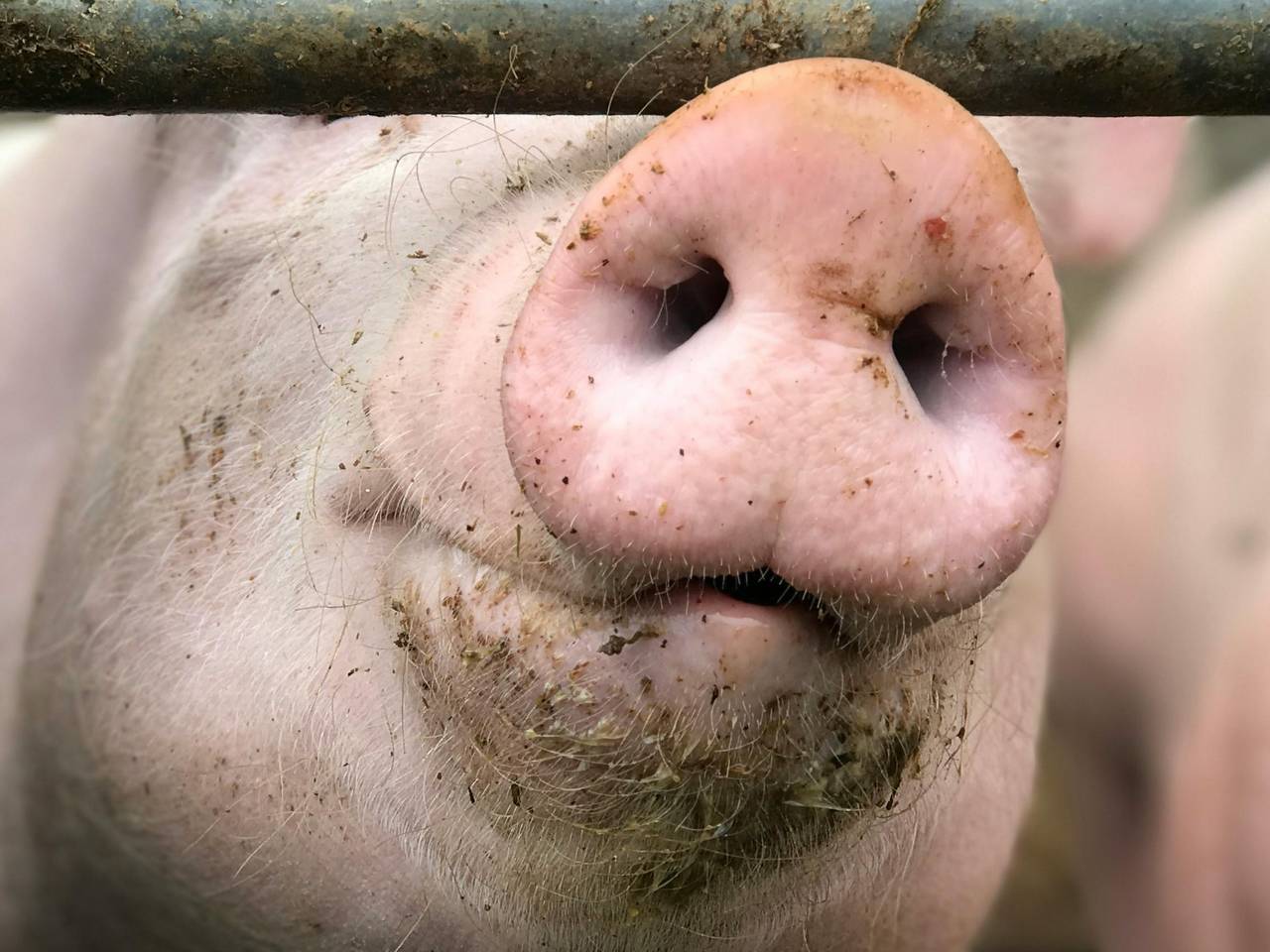 Archieffoto: Pexels / Corina Widmer