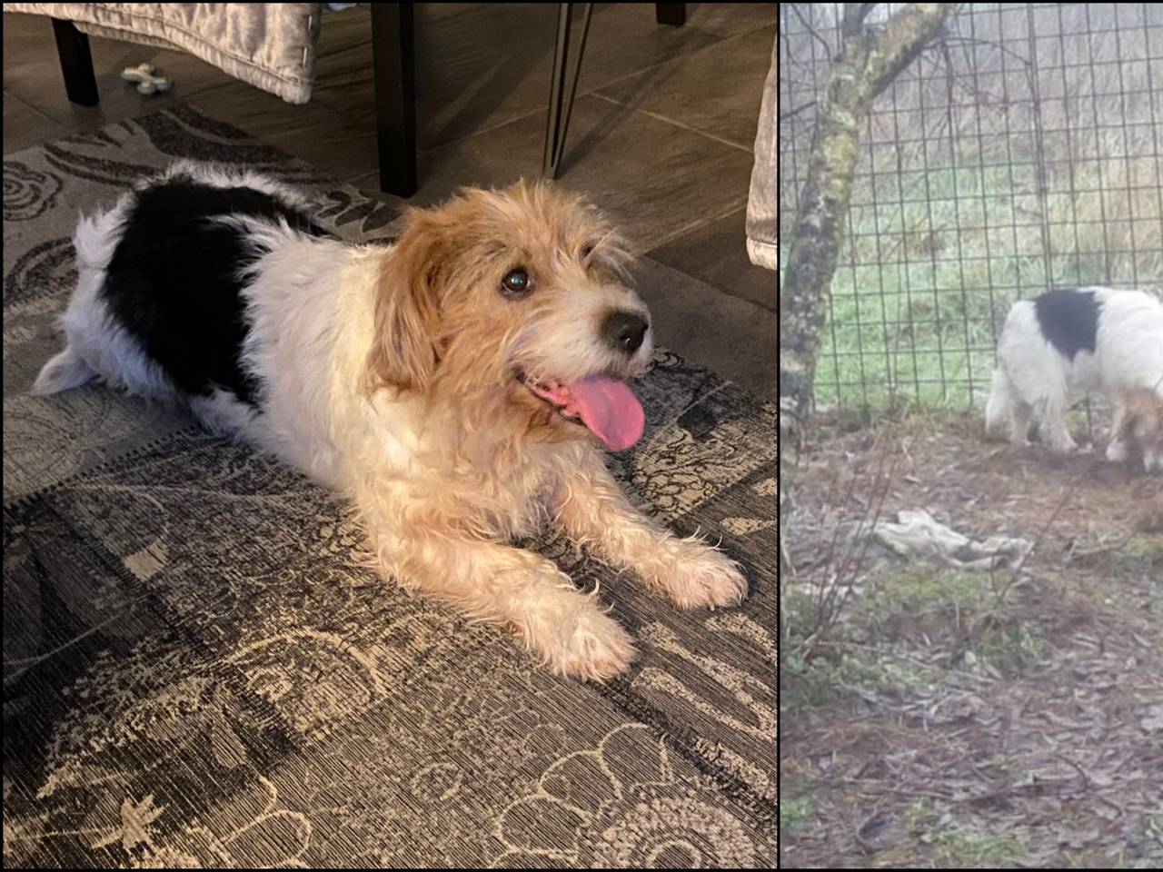 Hond Matty na een jaar eindelijk teruggevonden en gevangen