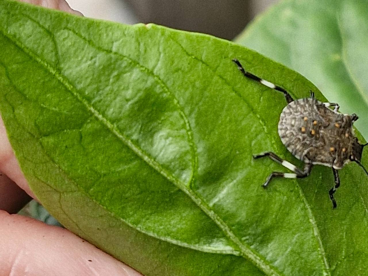 Een bruingemarmerde schildwants (foto: Peter Laumann).