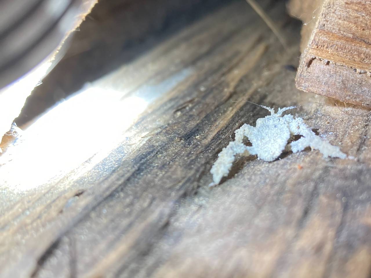 Een klein beestje tussen de houtblokken (foto: Jos Huybers).